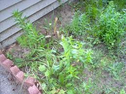 By brian barth landscape designer. The Parable Of The Sower Part 3 Thorns Weeds Camerashoot365