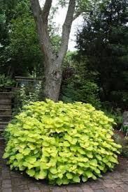 Mid sized tree with lush lime green new growth. 76 Chartreuse Plants Ideas Plants Green Plants Chartreuse