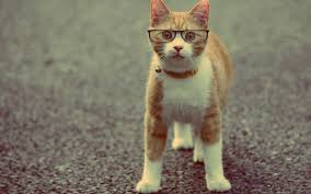 See more awesome cat wallpapers, amazing cat wallpaper, funny cat wallpaper, steampunk cat looking for the best cat backgrounds that move? 46 Funny Cat Pictures For Wallpaper On Wallpapersafari