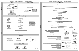 Plant cell and animal cell venn diagram. Https Mediatum Ub Tum De Doc 1540145 1540145 Pdf