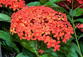 Orange colour flowers in sri lanka. Ixora Coccinea Monaco Nature Encyclopedia