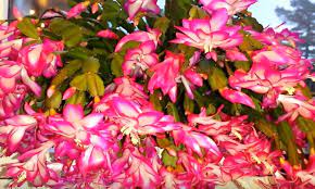 Start these in the fall and your cactus will begin to set buds in the winter. Christmas Cactus Care Guide Growing Stunning Schlumbergera Indoors Hi Spring