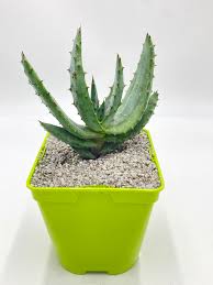 Image result for Aloe aculeata × excelsa