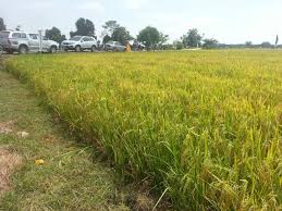 Kementerian pertanian sebagai lembaga publik memiliki komitmen yang kuat untuk terus meningkatkan kualitas pelayanan kepada masyarakat. Jabatan Pertanian Negeri Terengganu Terengganu Crop Field Country Roads