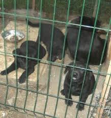 Prijaznim ljudem podarimo pasje mladičke. Podarim 3 Je Pasji Mladici Potrebujejo Nov Dom