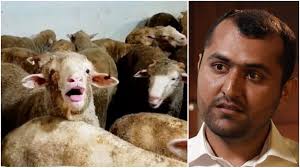 60 minutes live exportation sheep australia