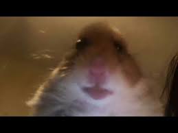 Funny hamster meme yes i am social worker no i don't take people's kids away for a living image. Hamster Cult Meme Pfp Editor Novocom Top