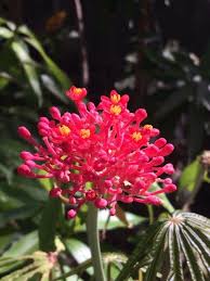 Image result for Jatropha multifida