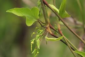 Image result for Aristolochia albida