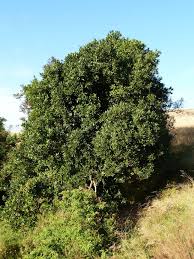 Image result for Xymalos monospora