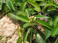 Image result for Parquetina calophylla