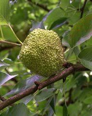 Image result for Maclura africana