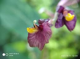 Image result for Marantochloa purpurea