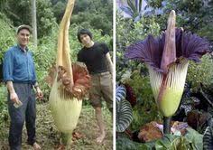 The flowers that are most commonly referred to as the rarest ones are corpse flower, jade vine, and ghost orchid. 23 Largest Flower Of The World Ideas Large Flowers Corpse Flower Rare Flowers