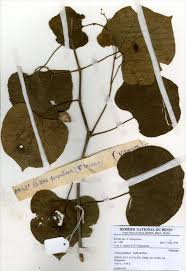 Image result for Cissus petiolata