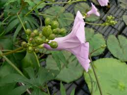 Image result for Ipomoea mauritiana