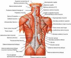 The intrinsic or deep muscles are large triangular superficial human back muscle that looks like a trapezoid and spans across the upper fibers of trapezius can raise and rotate the scapula during the arm. Back Muscle Anatomy Pictures Back Muscle Anatomy Human Anatomy Diagram Lower Back Muscles Anatomy Back Muscles Muscle Anatomy