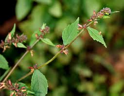 Image result for Triumfetta pentandra