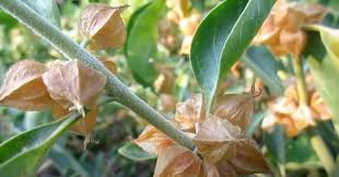 Image result for Withania