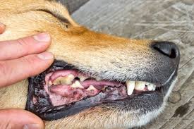 How much does pet teeth cleaning cost. How Much Does Dog Teeth Cleaning Cost Uk