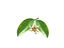 Image result for Schrebera