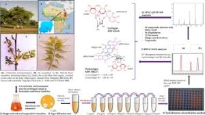 Image result for Combretum pisoniiflorum