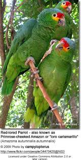Birds Of North America Poster Amazon Amazon Parrots From South America Parrot Amazon Parrot Parrot Pet