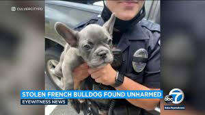 Check spelling or type a new query. French Bulldog Puppy Found After Being Stolen At Gunpoint In Culver City Abc7 Los Angeles