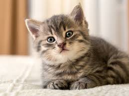 Image result for kittens