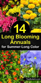 It grows best in zones three through nine, and with the right care, it can grow to be three feet tall. 14 Long Blooming Annuals For Summer Long Color Annual Flowers Shade Annuals Full Sun Flowers