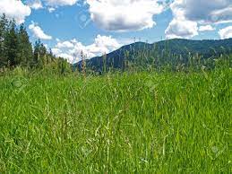 Download in under 30 seconds. Grassy Field With Mountains And A Partly Cloudy Blue Sky In Background Stock Photo Picture And Royalty Free Image Image 10080946