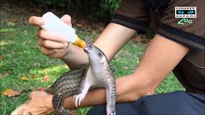 The african wildlife foundation is a 501(c)3 nonprofit charity. Night Safari S Abandoned Baby Sunda Pangolin Youtube