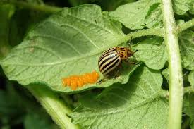 How to naturally get rid of bugs in your garden. 13 Natural Ways To Get Rid Of Colorado Potato Beetles Potato Bugs Dre Campbell Farm