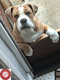 While these dogs look like tough characters, they are. Olde English Bulldog Bulldog Puppies English Bulldog Puppies English Bulldog Care
