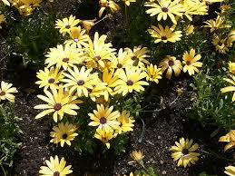 Image result for Osteospermum muricatum