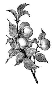 Antique Botanical Prints Black And White Apple Clip Art Apple Illustration Black And White Graphics Old Book Pages Junk Journal Printable Living Room Botanical Illustration Black White Apple