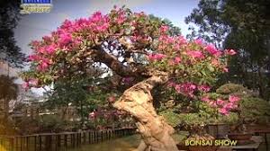 Lifestyle Chronicles Philippine Bonsai Show Youtube
