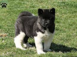Join our community of paw lovers across the u.s. Akita Puppies For Sale Near Me Petswall