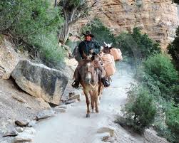 Grand canyon north rim's 3 mule rides: Grand Canyon Mule Rides By Tammy Winand Mostphotos
