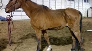 The horse was found in emaciated. Severely Emaciated Horse Rescued From The Dalles Pasture Mate Euthanized Kpic