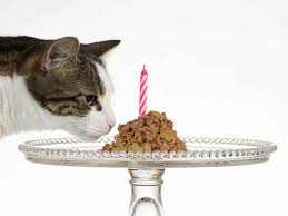 Cats are the cutest but with their 'i don't care about you' attitude, it makes us love them even more. Planning A Birthday For Your Cat With Birthday Cake Recipe