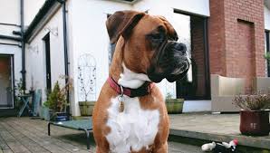 Minimum of 4 dogs earning titles. Boxer Hundemagazin Com