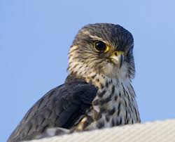 Birds Of Prey Central Florida Merlin Falcon Merlin Bird Bird Photo Birds