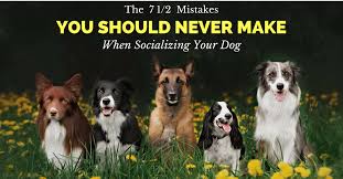 Check spelling or type a new query. The 7 1 2 Mistakes You Should Never Make When Socializing Your Dog Thedogtrainingsecret Com Thedogtrainingsecret Com