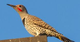Yellow Birds Of Arizona Desert Gilded Flicker Northern Flicker Flicker Arizona Birds