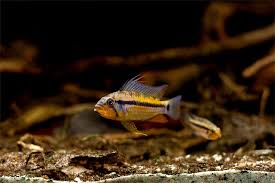 Hello all, i have a list of items to type which should be placed in alphabetical order. Apistogramma Tank Mates The Friendliest For A Peaceful Aquarium