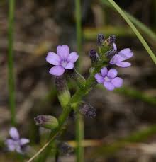 Image result for Buchnera