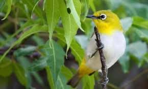 Pasalnya, jenis burung pleci tersebut berasal dari gunung muria, jawa tengah. Beragam Jenis Pleci Yang Bagus Untuk Dilombakan Beserta Gambarnya