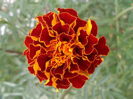 Image result for tagetes)