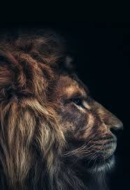 Epingle Par Pitch Ango Sur Portraits De Lion Art Des Animaux Sauvages Photos De Lion Animaux Sauvages